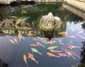 鹽城錦鯉魚池建造、生化過濾系統維護